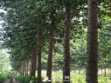河南周口：培育出不飞絮的杨树新品种