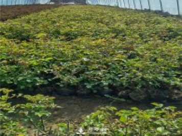 各类盆栽月季上市，南阳杯苗基地全国批发中