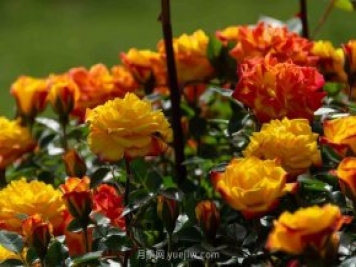 安阳市滑县森林公园月季花开放，赏花打卡正当时