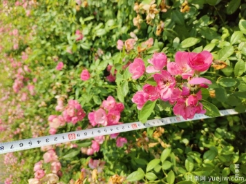 安吉拉月季盆栽苗，60厘米高基地发货