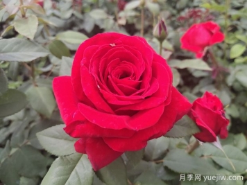 原产中国的玫瑰花(月季花)，是如何成为美国国花的？