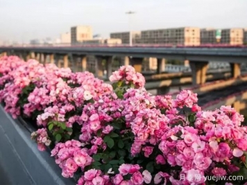 杭州高架月季实现定期开花，是如何进行花期调控的？