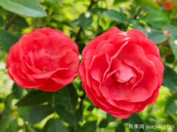 种上木香蔷薇花蛮强爆花，红橙白黄木香你喜欢哪个？