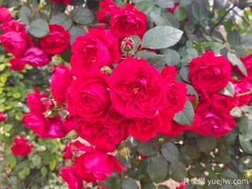 6款红色系的藤本月季品种，适合打造网红花墙