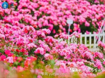 2024年第二届杭州市月季花展举办，赏500万株月季