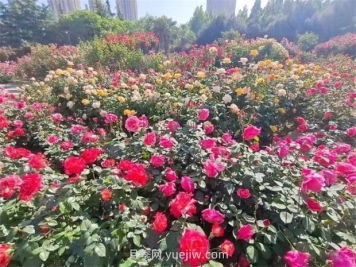 郑州月季公园40万株月季竞相绽放，感受花漾生活