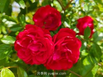 月季红木香爆花机器，花艳丽花量大花期长
