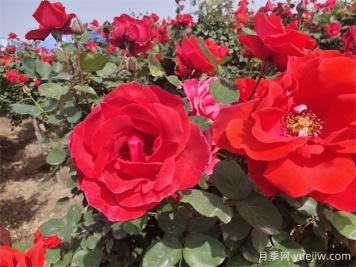 月季、玫瑰、蔷薇分别是什么？如何区别？