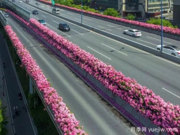杭州高架月季初开，2024年又到走花路时间