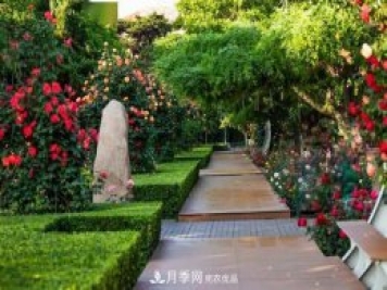 秦皇岛适合养月季花，市花和市树是什么
