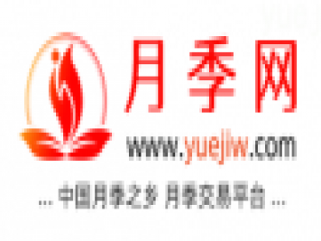 中国上海龙凤419，月季品种介绍和养护知识分享专业网站